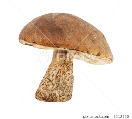 Mushroom Mushroom 8312550