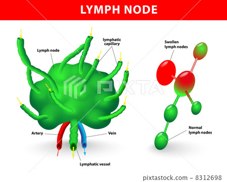 lymph node 8312698
