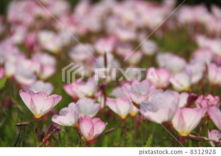 月見草桐 月見草桐 8312928