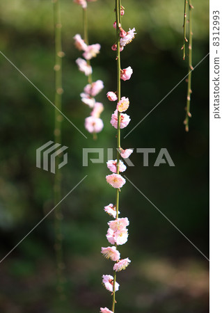 Dangling plum 8312993