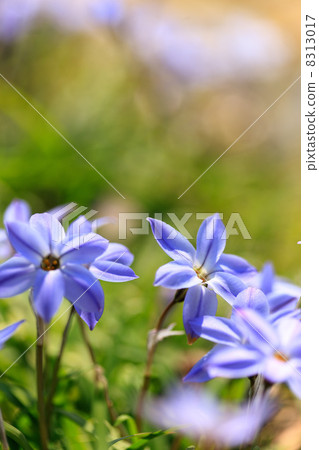 Hananilla 8313017