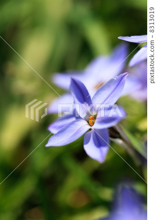 Hananilla 8313019