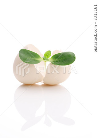 雙葉和蛋 8313161