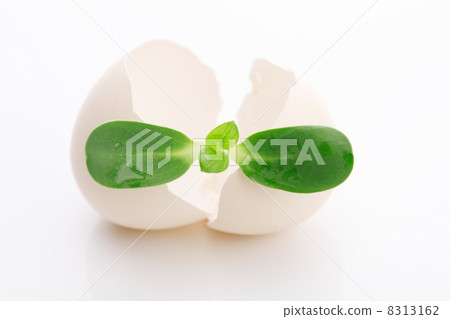 Futaba and Egg 8313162