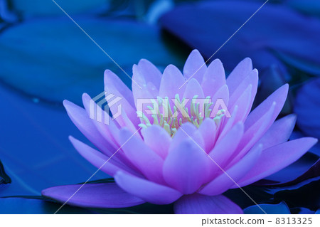 Water lily Water lily 8313325