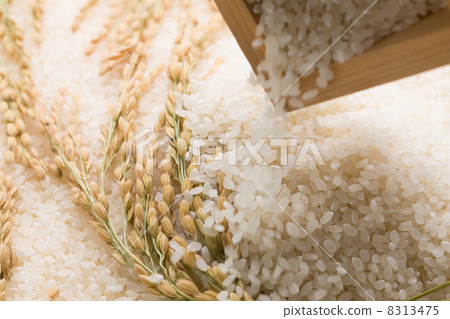 水稻穗和米飯 8313475