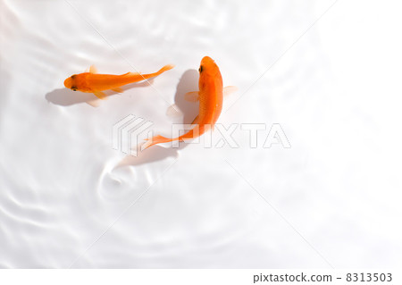 Goldfish Goldfish 8313503