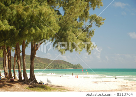 夏威夷海灘 夏威夷海灘 8313764