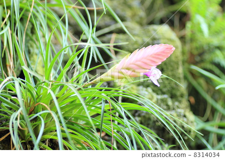 野生蘭花花 野生蘭花花 8314034