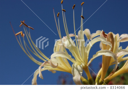 白竹筍 白竹筍 8314066