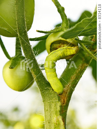 Cutworm eats green tomato 8314118