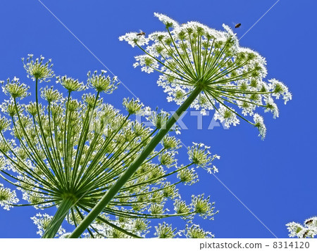 Giant Hogweed, in Latin 8314120