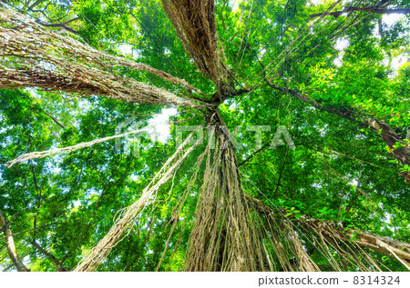 Green trees in tropical rainforest Green trees in tropical rainforest 8314324