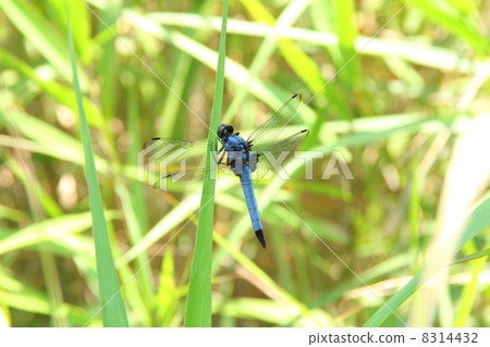 生物群落的Shiokaratombo 8314432