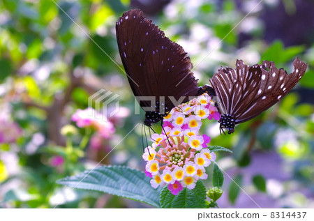 Madison butterfly 8314437