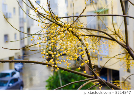 Yellow fruits melia azedarach in raindrops 8314847