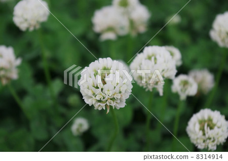 White clusters White clusters 8314914