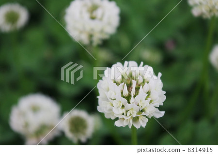 White clusters 8314915