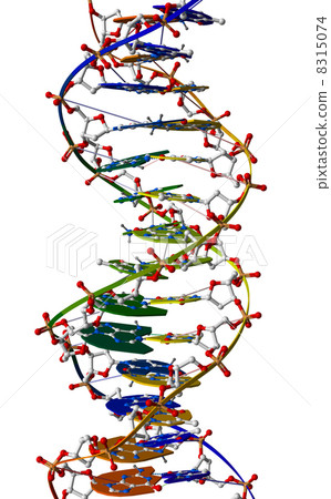DNA macromolecule 8315074
