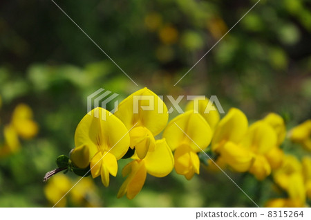 Himeenishida Himeenishida 8315264