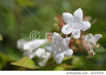 Hana Sono Tsukubane Hutsugi（Hanazono Impinguki Tane） 8315424