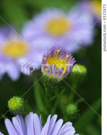 Pale light blue dance 8315973