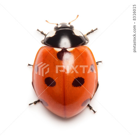 Ladybug 8316015