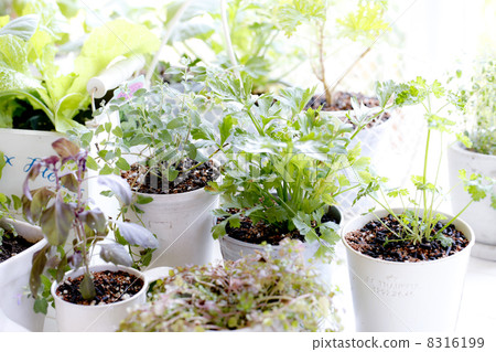 Kitchen garden 8316199