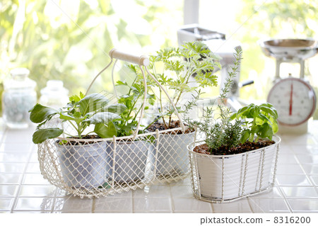 Kitchen garden 8316200