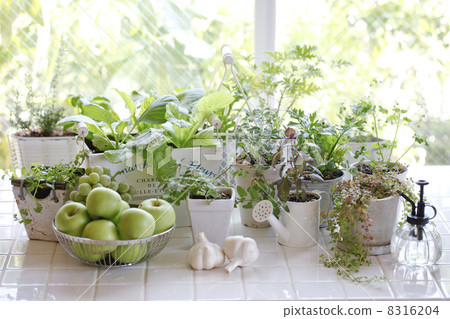 Kitchen garden 8316204