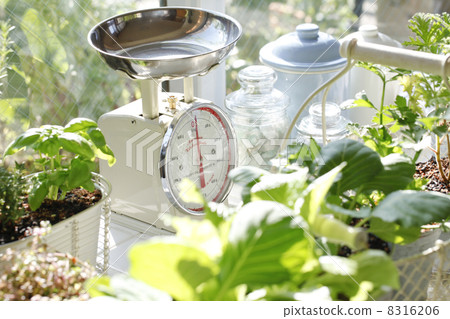 Kitchen garden 8316206