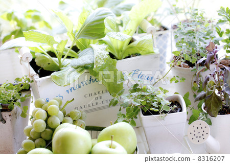 Kitchen garden 8316207