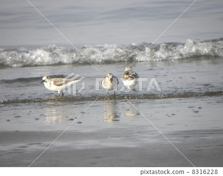 在bu bu之後出現的Muyubishigi跳了起來 8316228