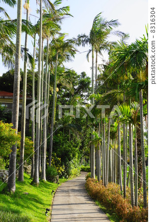 September Tropical plant Yusurayashi palm 04 Okinawa Prefecture September Tropical plant Yusurayashi palm 04 Okinawa Prefecture 8316304