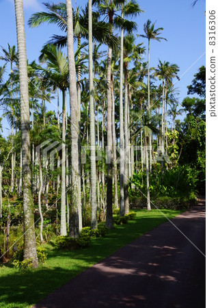 September Tropical plant Yusurayashi palm 02 Okinawa Prefecture September Tropical plant Yusurayashi palm 02 Okinawa Prefecture 8316306