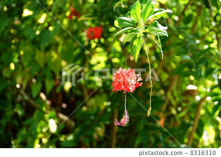 September tropical plants Furinbususu-Oui family 17 September tropical plants Furinbususu-Oui family 17 8316310