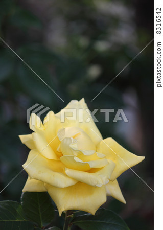 rose rose 8316542