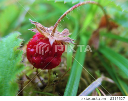 一個草莓 8316627