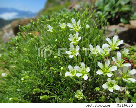 Iwatsumekusa 8316630