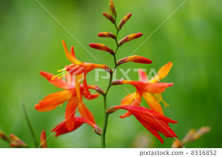 Montbretia Montbretia 8316852