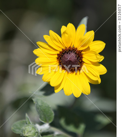 Sunflower sunflower Sunflower sunflower 8316857