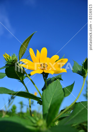 Riverbed flowers ♪ 8316915