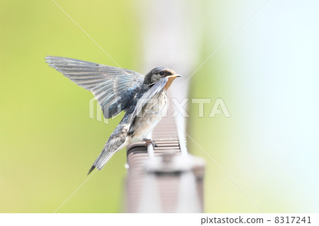 Light overflowing 8317241