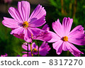 Blossom of Cosmos 8317270