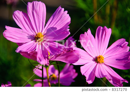 Blossom of Cosmos Blossom of Cosmos 8317270