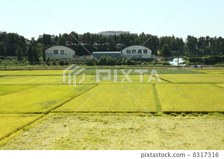 宮城縣名取市愛知鹽水鄉村風景 宮城縣名取市愛知鹽水鄉村風景 8317316