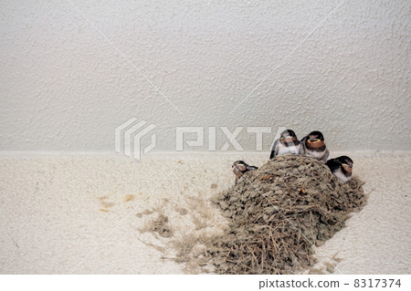 Children waiting for parents' return (Swallow) 8317374