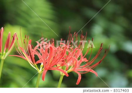 群集孤挺花 群集孤挺花 8317403