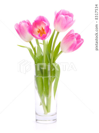 Pink tulips bouquet in vase isolated on white background Pink tulips bouquet in vase isolated on white background 8317534