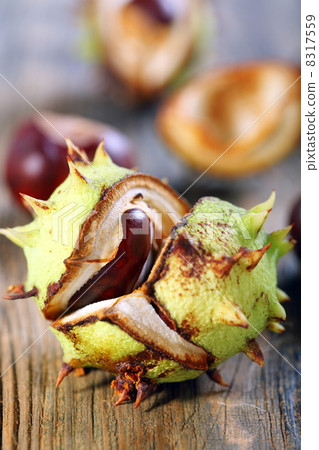 Opened conker. 8317559